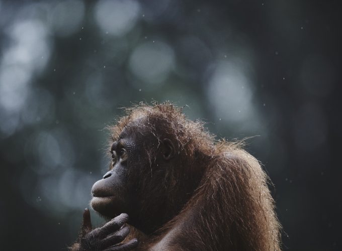 Wallpaper Orangutan, Borneo, Malaysia, wildlife, National Geographic Traveler Photo Contest, Animals 6473618414
